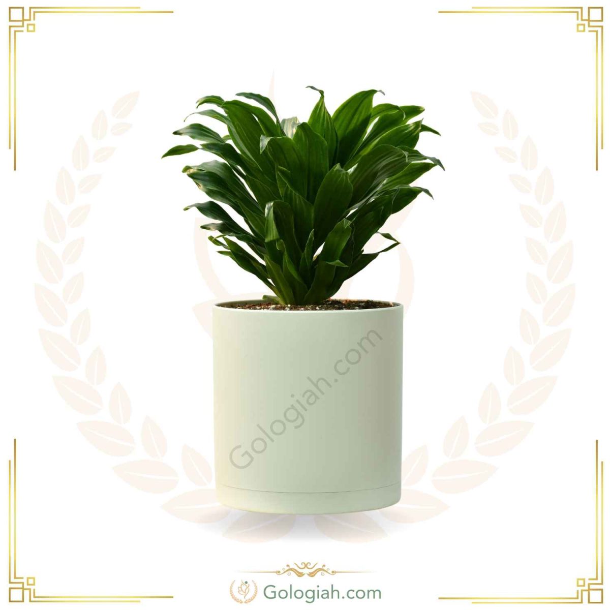 کامپکت کامپکت