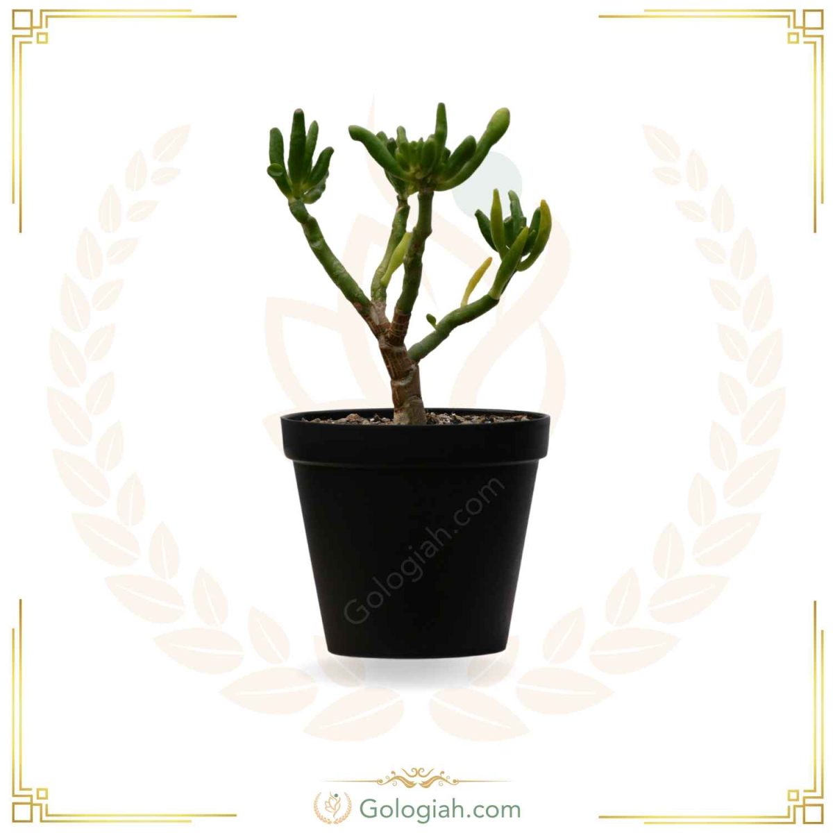 کاکتوس سم اسبی کاکتوس سم اسبی