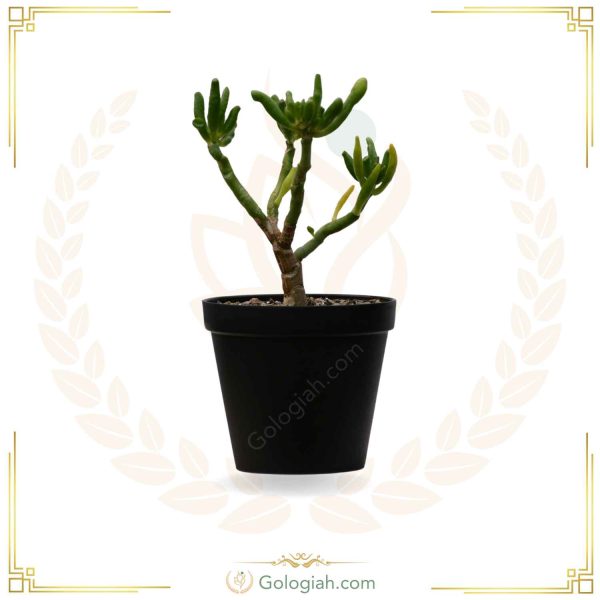 کاکتوس سم اسبی