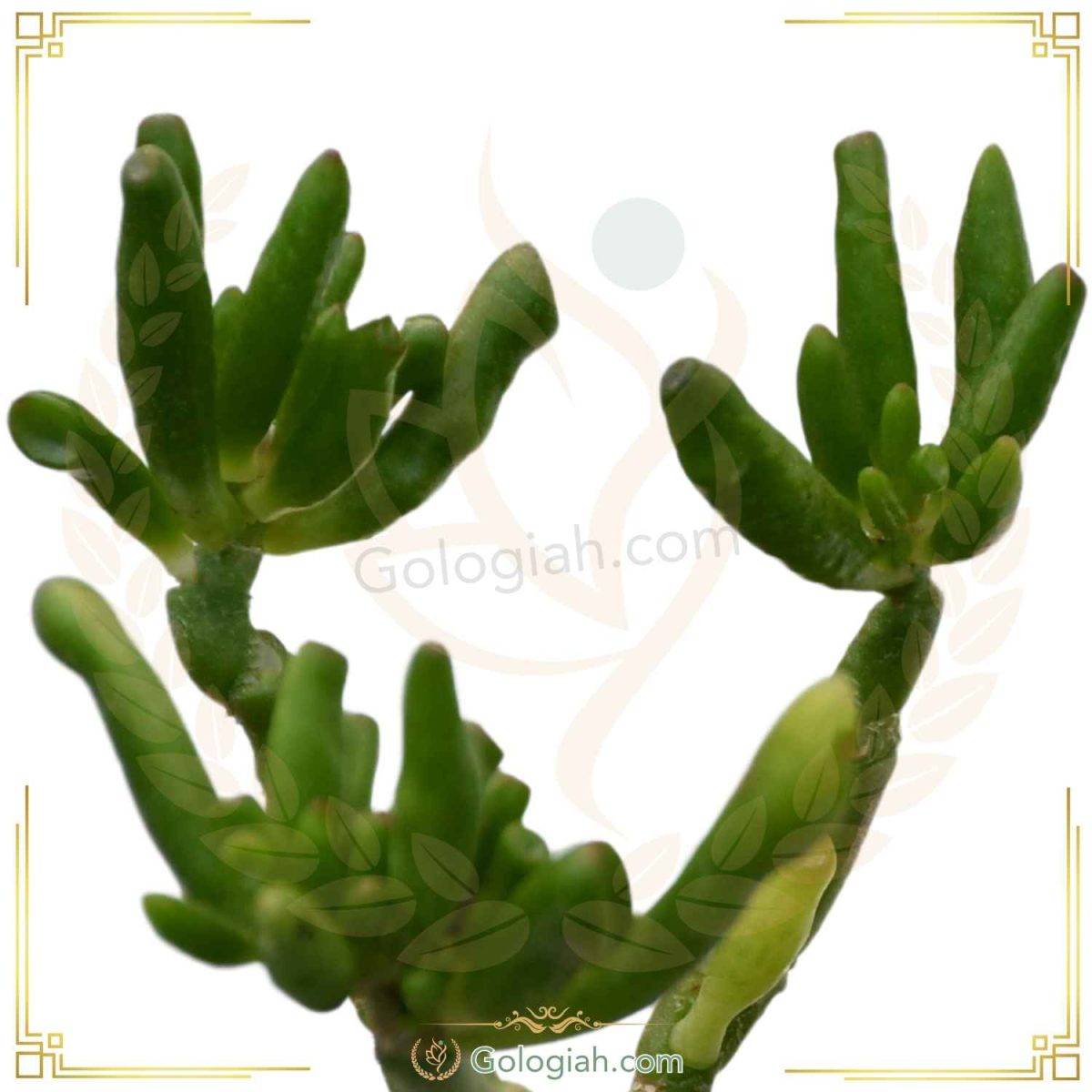 کاکتوس سم اسبی کاکتوس سم اسبی