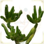 کاکتوس سم اسبی