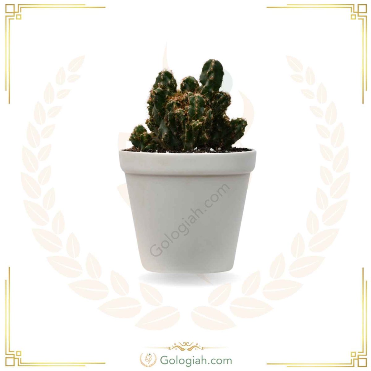 کاکتوس صخره ای کوچک کاکتوس صخره ای کوچک