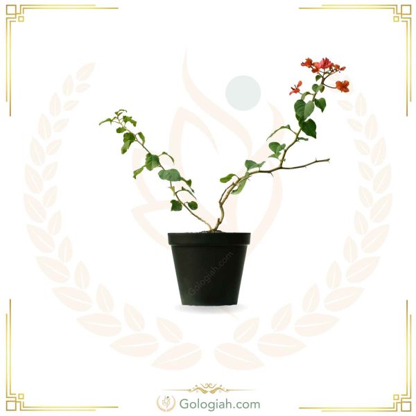گل کاغذی