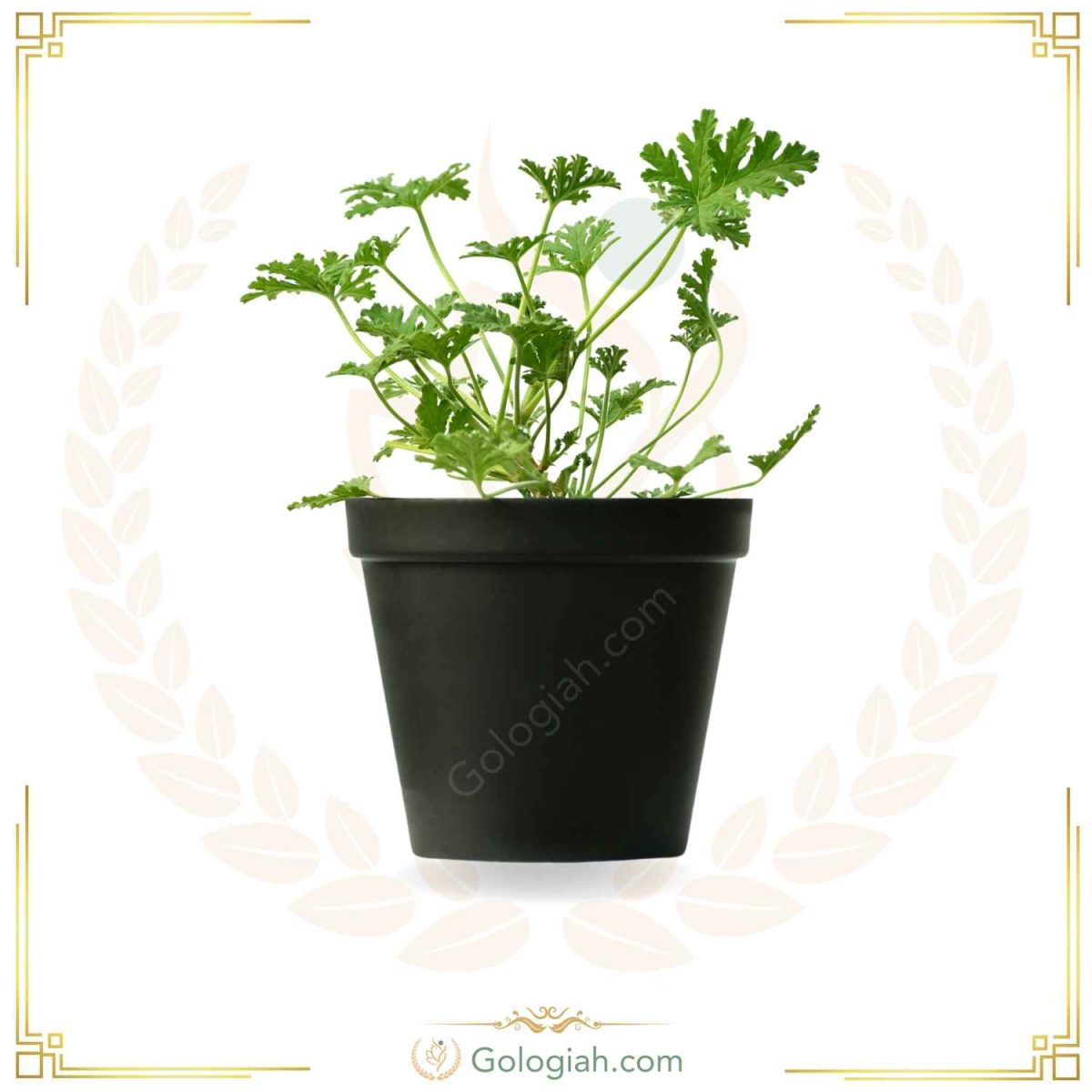 عطر چایی