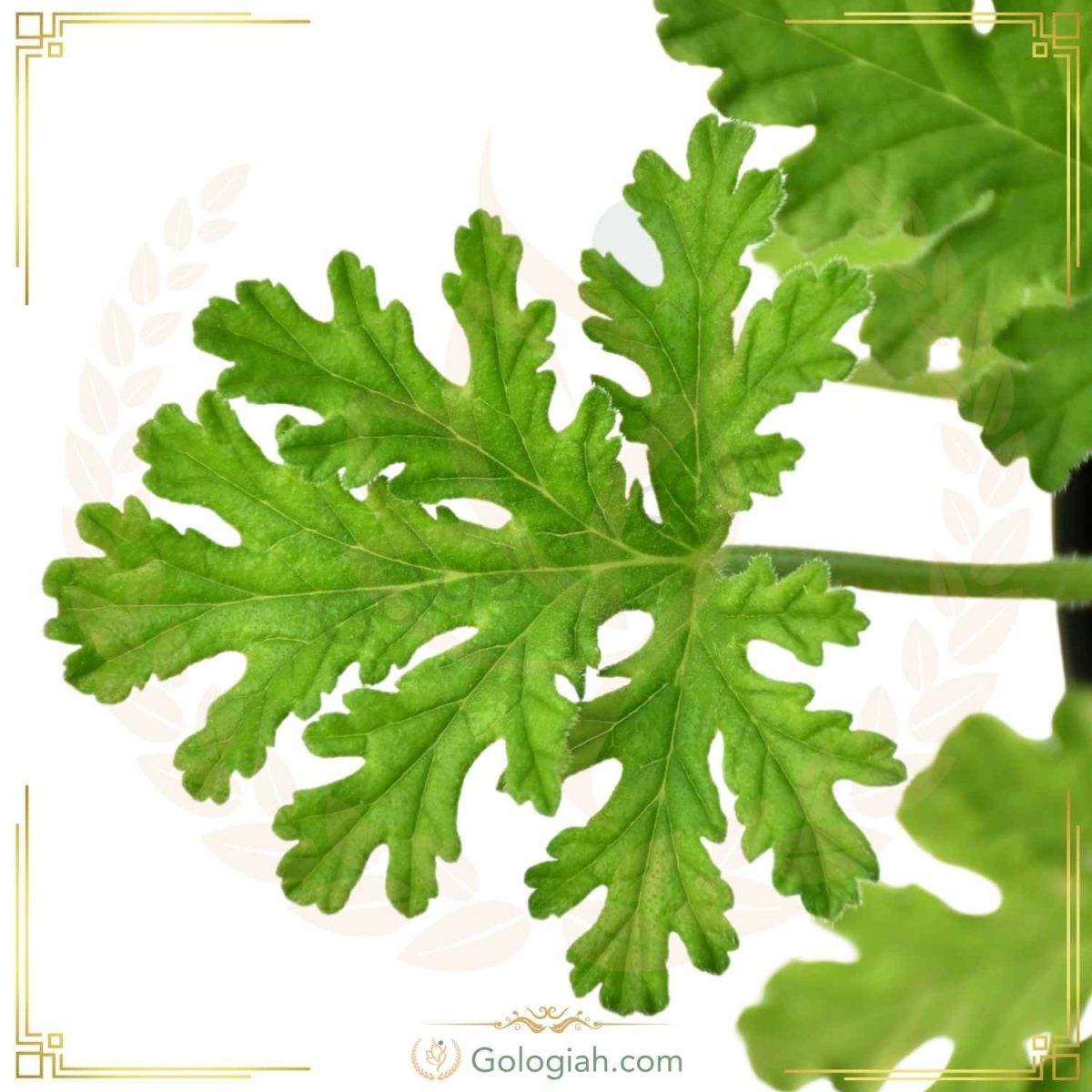 عطر چایی