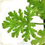 عطر چایی