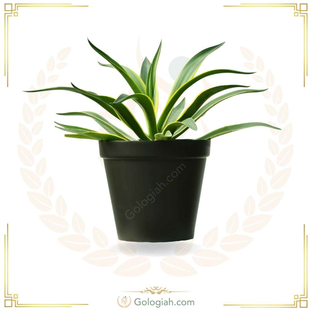 آگاو لاله ای ابلق