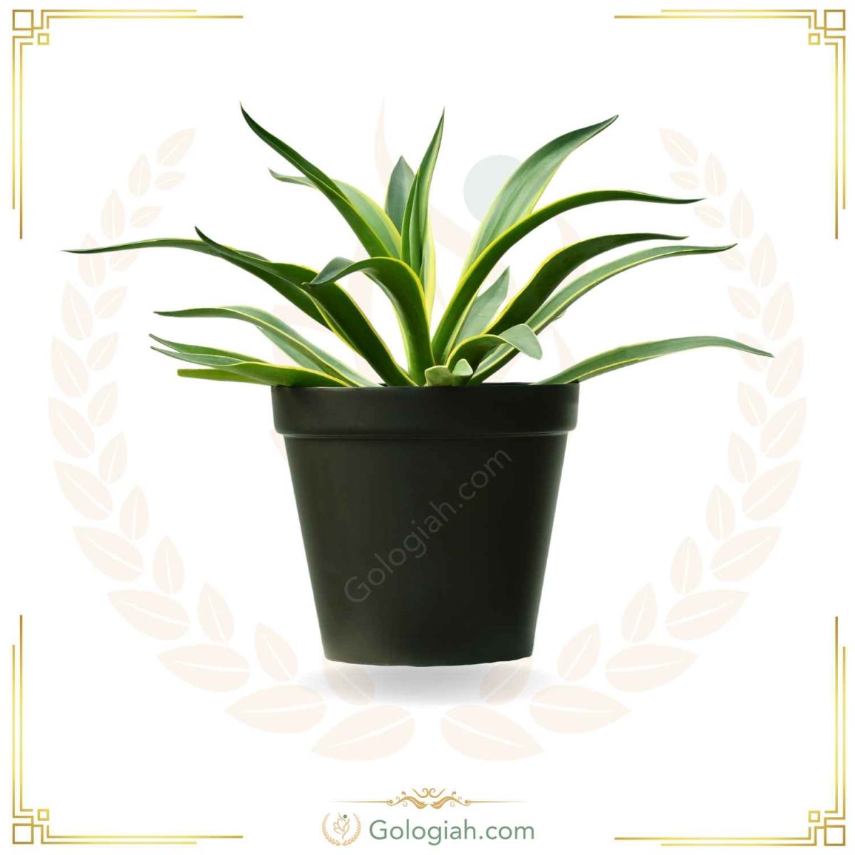 آگاو لاله ای ابلق آگاو لاله ای ابلق