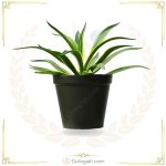 آگاو لاله ای ابلق