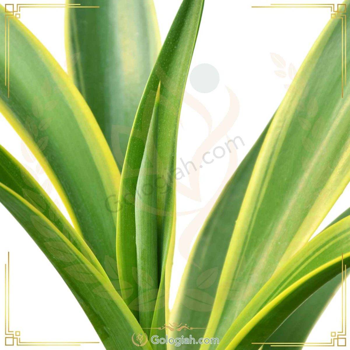 آگاو لاله ای ابلق آگاو لاله ای ابلق