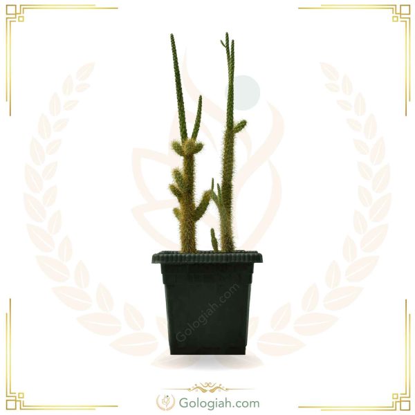 کاکتوس کویری تیغ سگی