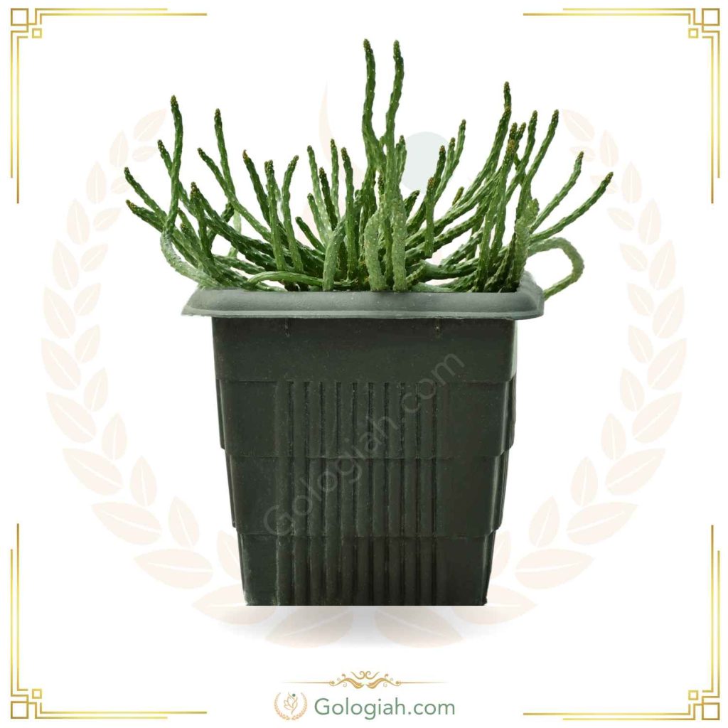 کاکتوس خرچنگی