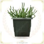 کاکتوس خرچنگی