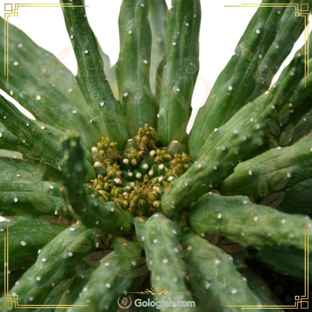 کاکتوس خرچنگی