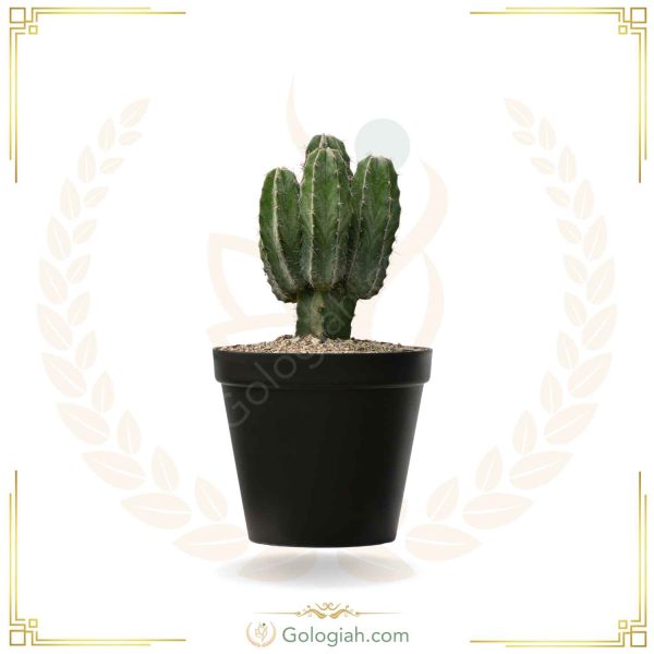 کاکتوس پایه نقره ای