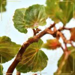 بگونیا هیمالیس