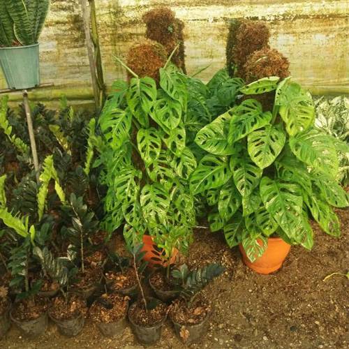 پتوس حصیری چوبدار خرید پتوس حصیری چوبدار