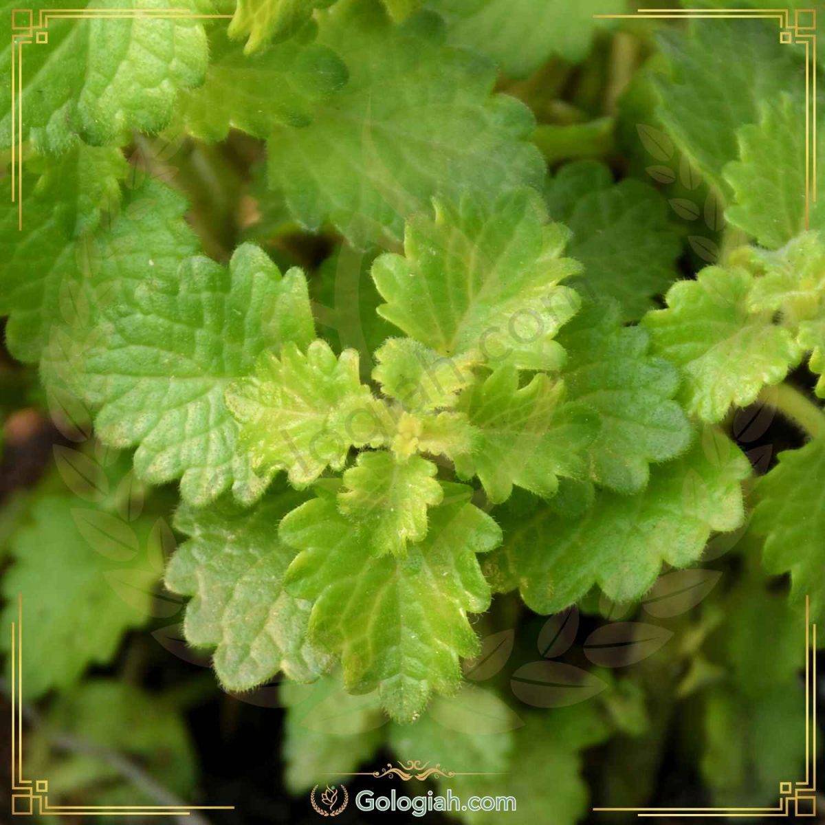عطر چای
