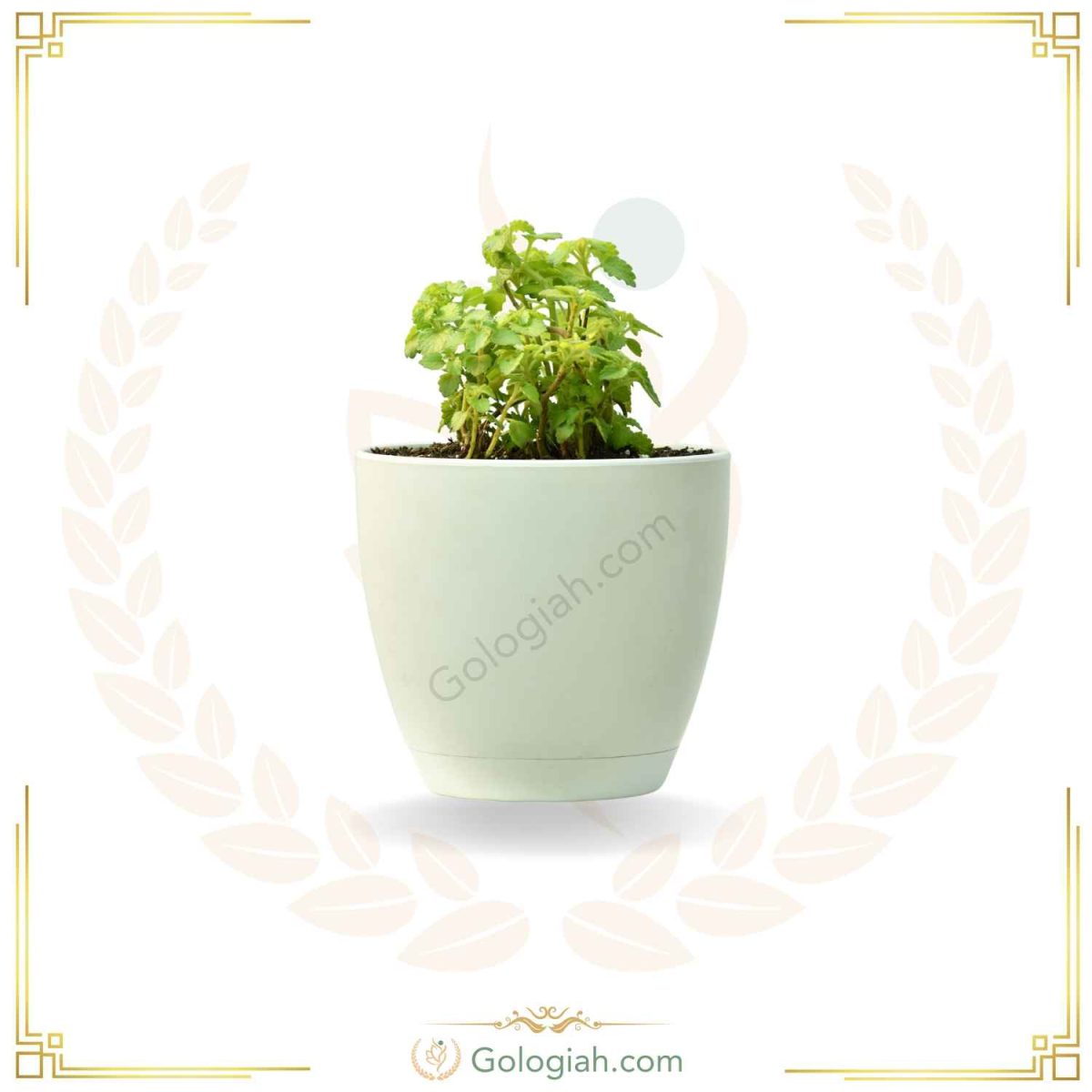 عطر چای