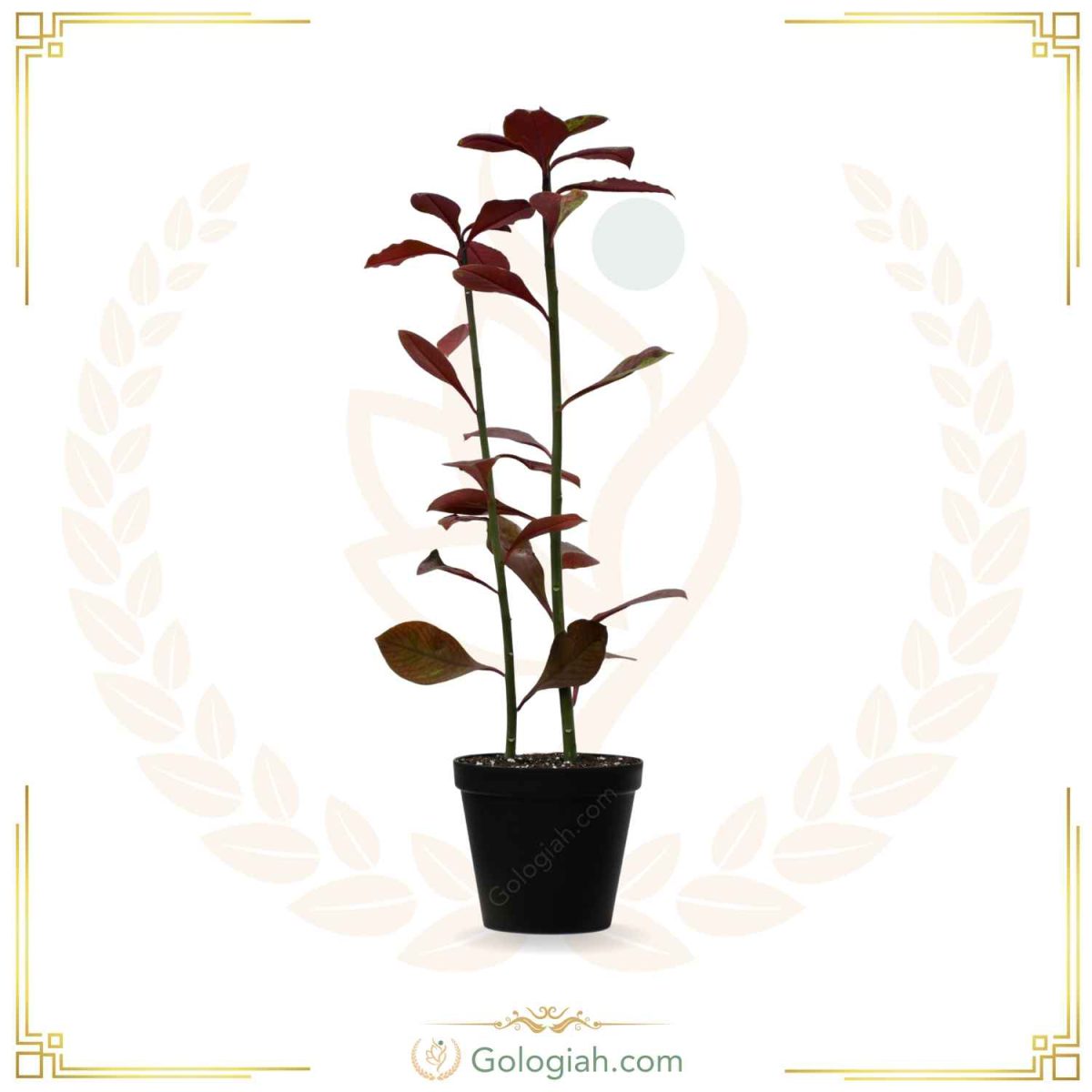 گیاه فردوس