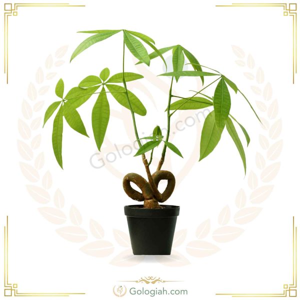 پاچیرا کیواندکیو