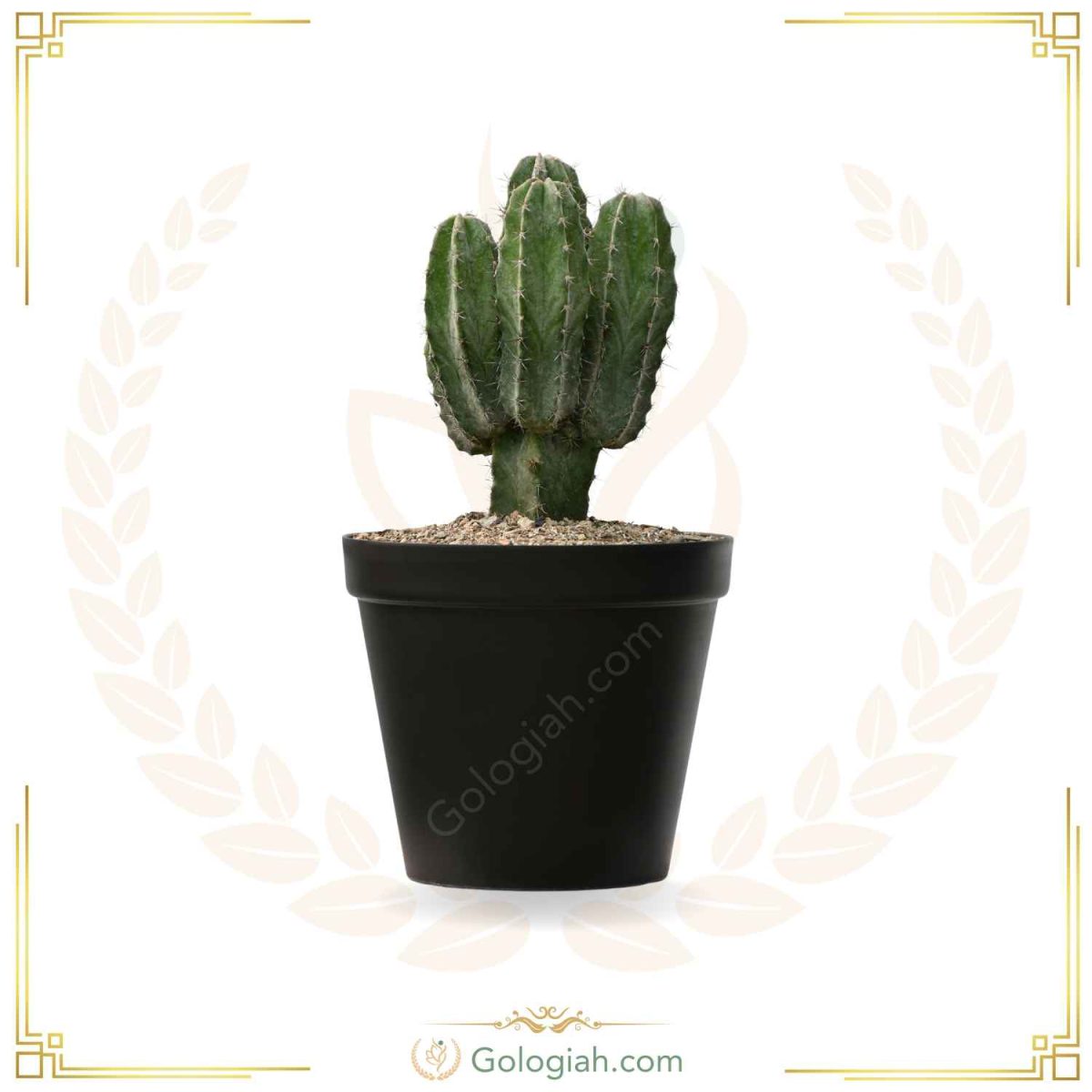 کاکتوس پایه نقره ای - Image 3