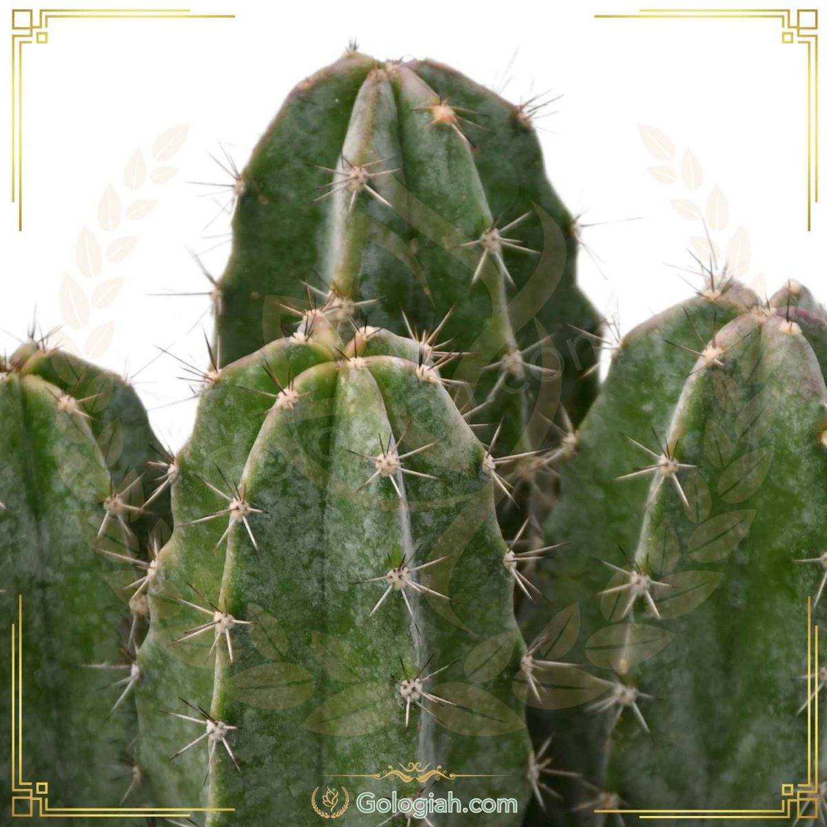 کاکتوس پایه نقره ای
