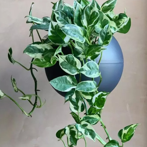 مراقبت پتوس ارتشی