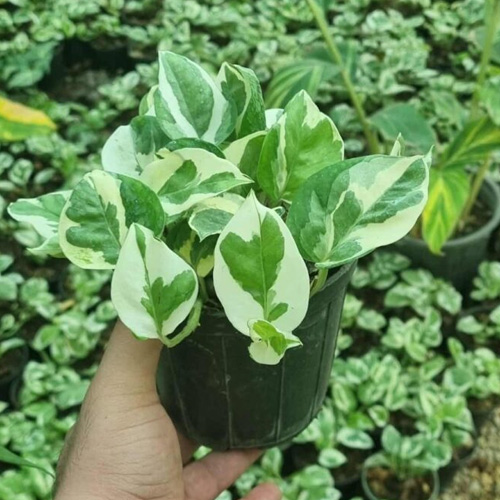 عکس پتوس ارتشی