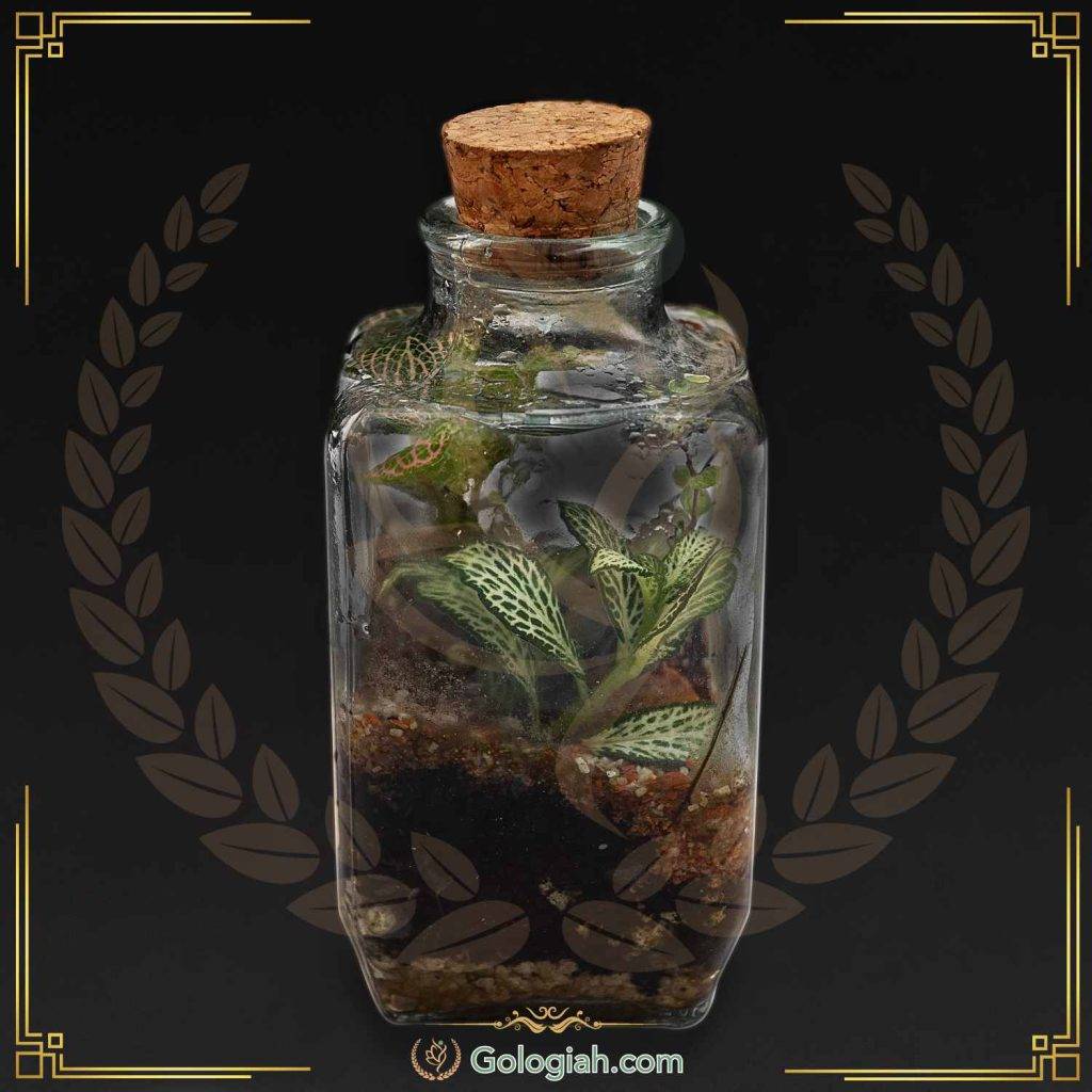  گلدان تراریوم چهارگوش چوب پنبه ای