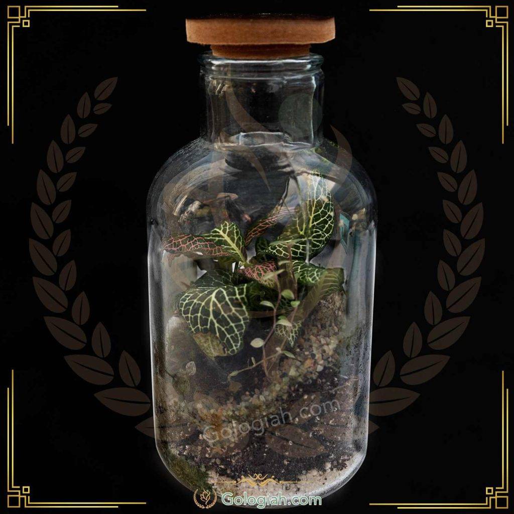 گلدان تراریوم اورست