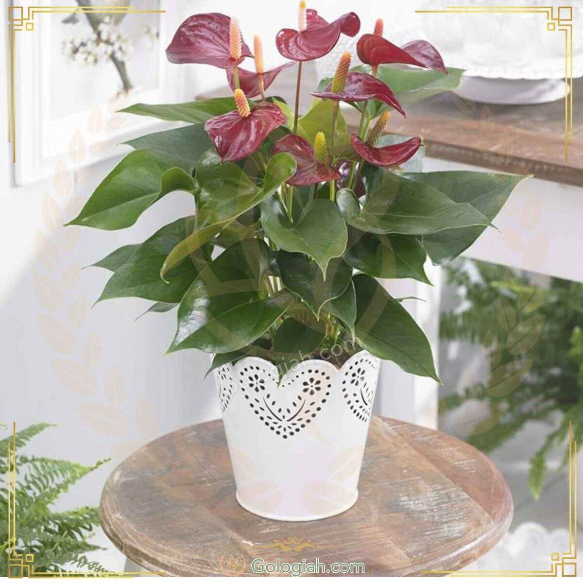 anthurium-purple گل آنتوریوم بنفش