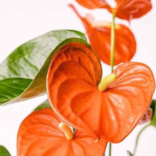 قیمت گل آنتوریوم نارنجی