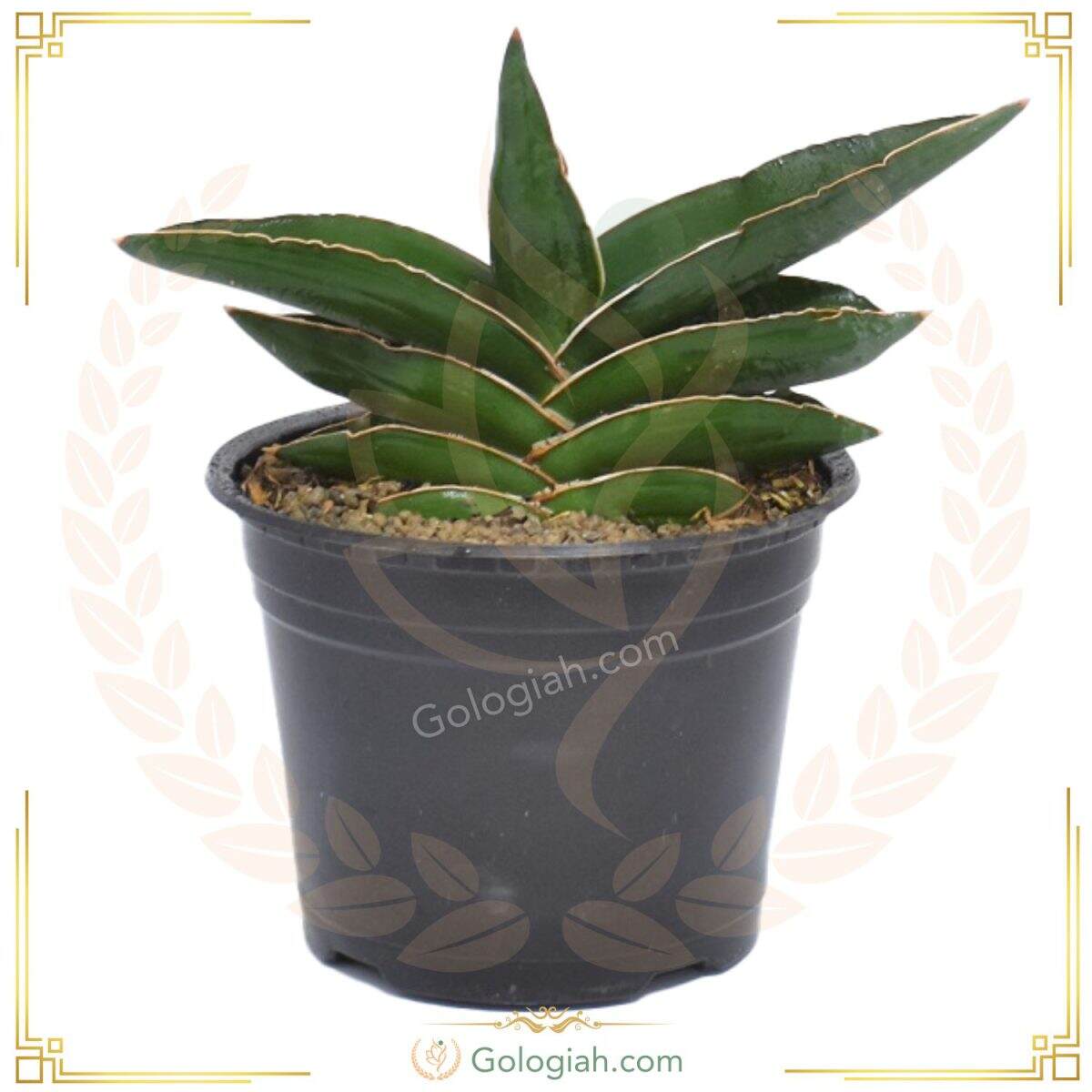 samurai-sansevieri-plant-p1 سانسوریا سامورایی