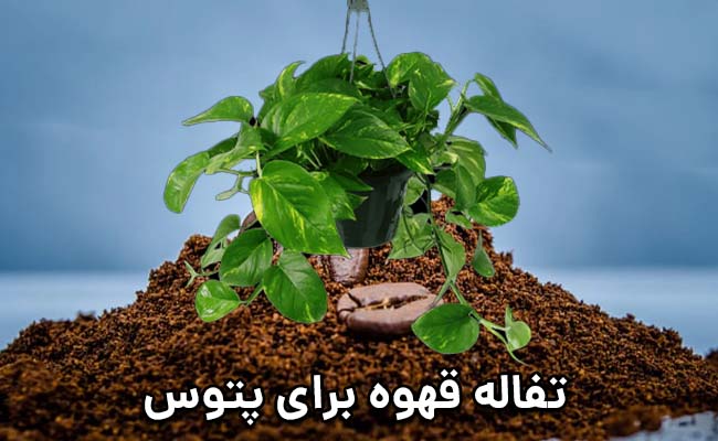 تفاله قهوه برای گل پتوس تفاله قهوه برای پتوس
