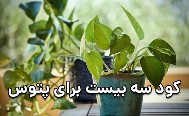 کود سه بیست برای پتوس کود سه بیست برای پتوس