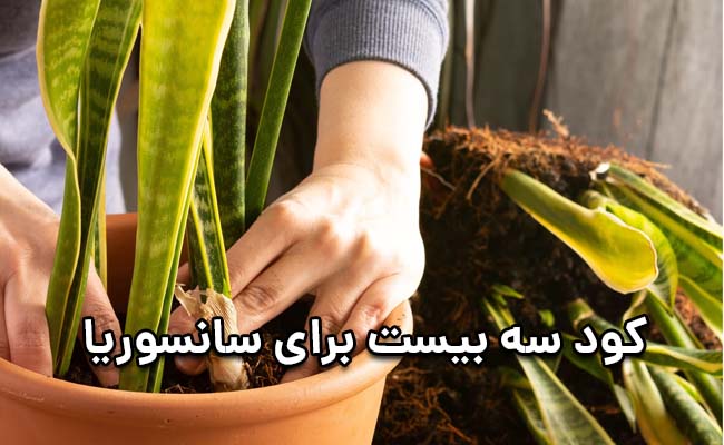 کود سه بیست برای سانسوریا کود سه بیست برای سانسوریا