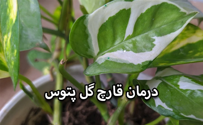 درمان قارچ پتوس