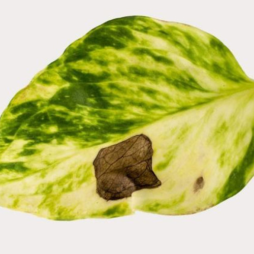 درمان قارچ پتوس