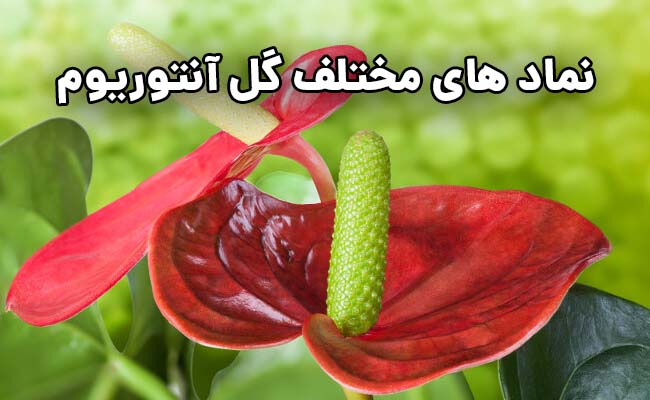 گل آنتوریوم نماد چیست؟ نماد گل آنتوریوم