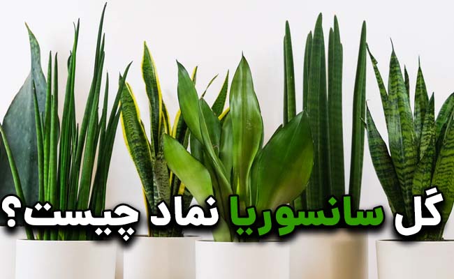 گل سانسوریا نماد چیست؟