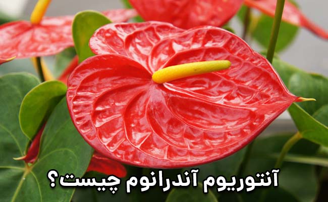 آنتوریوم آندرانوم آنتوریوم آندرانوم