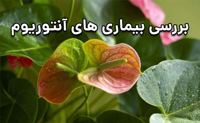 بیماری های آنتوریوم بیماری های آنتوریوم