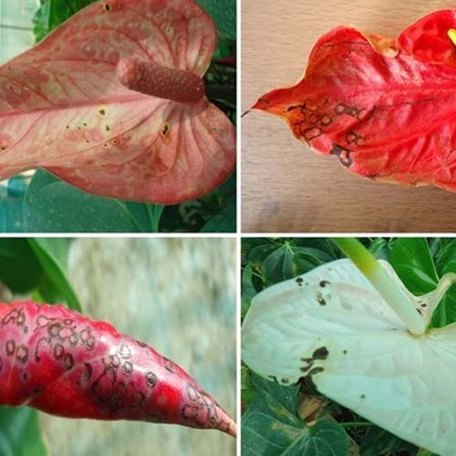 بیماری های آنتوریوم بیماری گل آنتوریوم