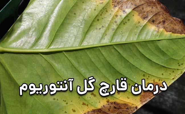 درمان قازچ آنتوریوم