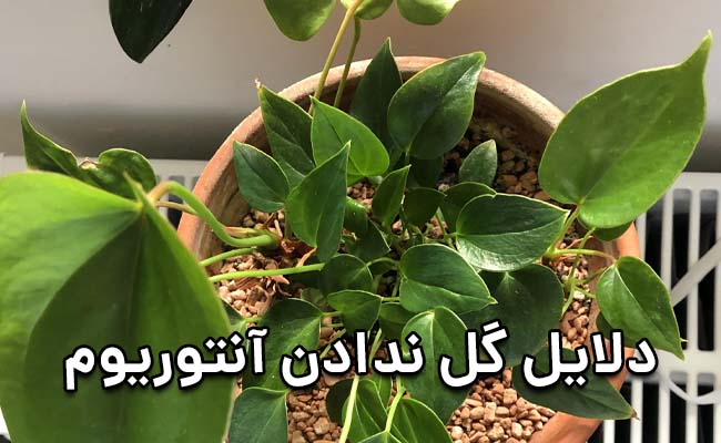 علت گل ندادن آنتوریوم علت گل ندادن آنتوریوم