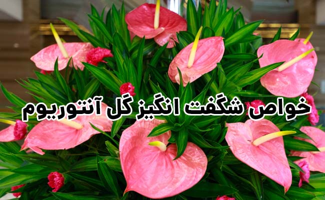 خواص گل آنتوریوم خواص گل آنتوریوم