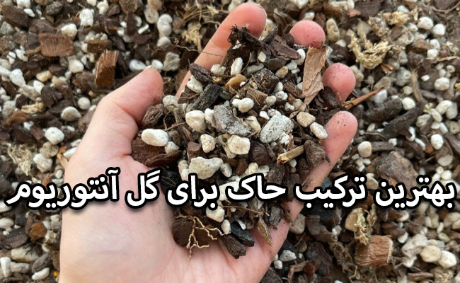 ترکیب خاک مناسب برای آنتوریوم ترکیب خاک مناسب برای آنتوریوم