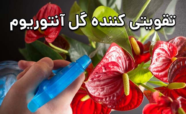 تقویت کننده گل آنتوریوم تقویت کننده گل آنتوریوم