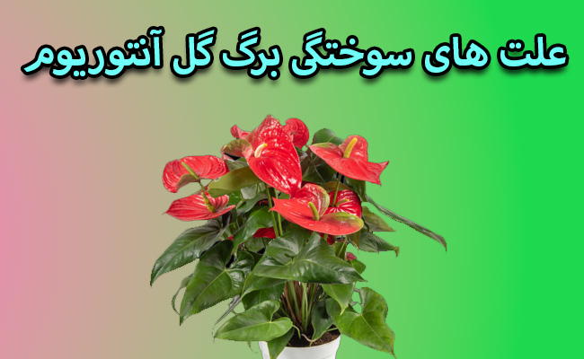 علت سوختگی برگ گل آنتوریوم سوختگی برگ گل آنتوریوم